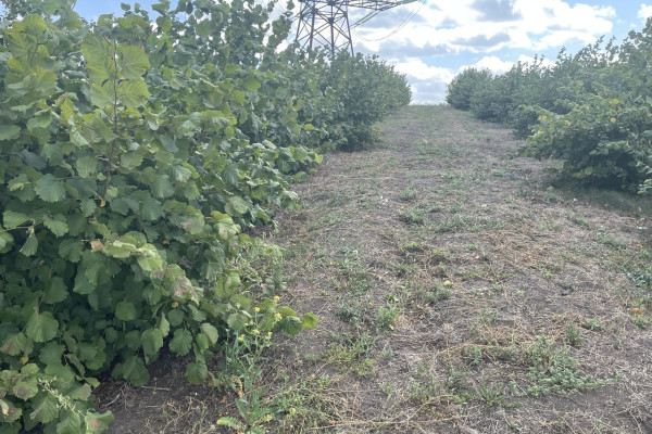 Продаж горіхового саду в Кіровоградській області